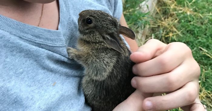 We Found A Bunny… With Our Chickens!