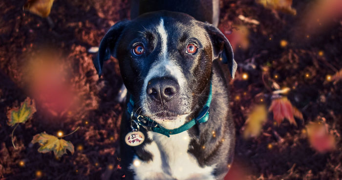 I Make Magical Dog Photo Edits