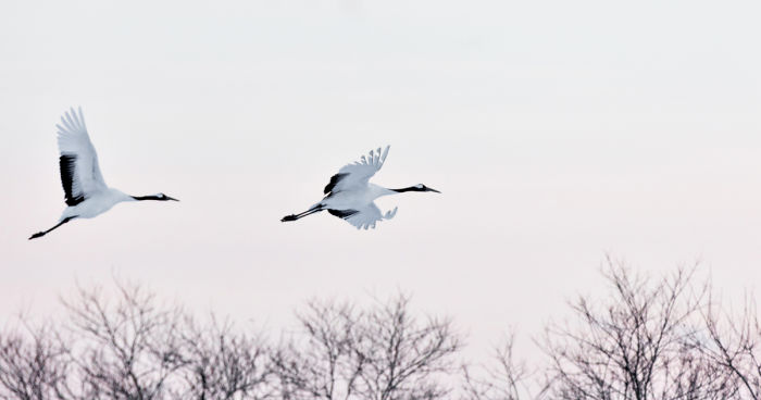 A Winter’s Dance – Japan’s Red Crowned Cranes