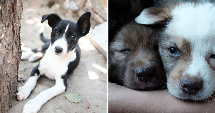 I Photograph Street And Shelter Dogs