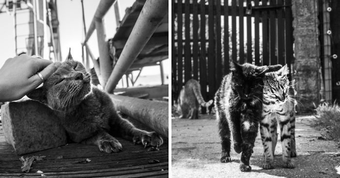 I Spent Years Trying To Photograph Moments Of ‘Catisfaction’ (Part 3)