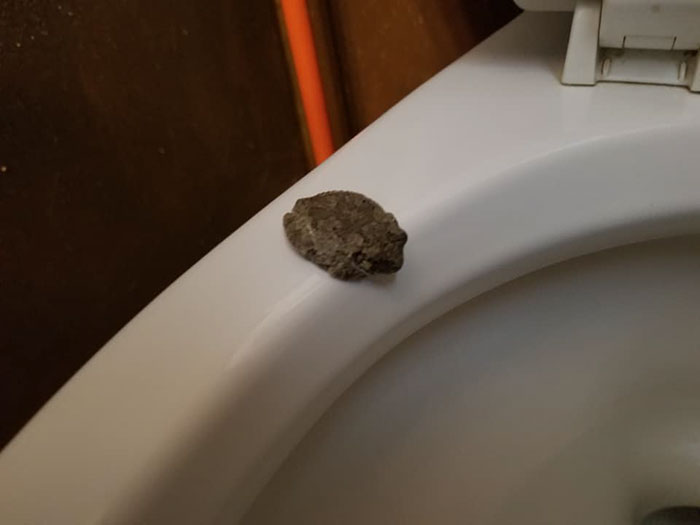 Man Blames 'The Plumbing' After Finding A 'Frog' On A Toilet Seat, Then His Wife Tells What Really Happened Man Blames 'The Plumbing' After Finding A 'Frog' On A Toilet Seat, Then His Wife Tells What Really Happened