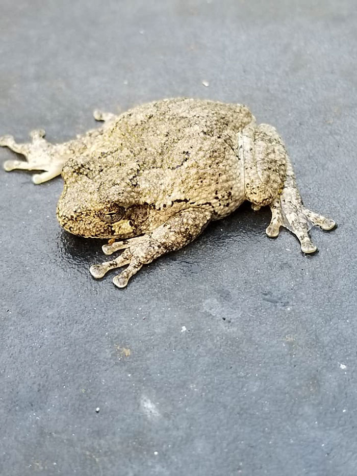 Man Blames 'The Plumbing' After Finding A 'Frog' On A Toilet Seat, Then His Wife Tells What Really Happened Man Blames 'The Plumbing' After Finding A 'Frog' On A Toilet Seat, Then His Wife Tells What Really Happened