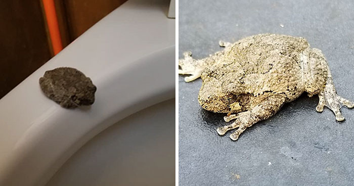 Man Blames ‘The Plumbing’ After Finding A ‘Frog’ On A Toilet Seat, Then His Wife Tells What Really Happened