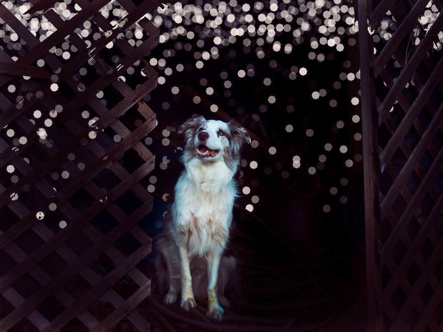 I Make Magical Dog Photo Edits