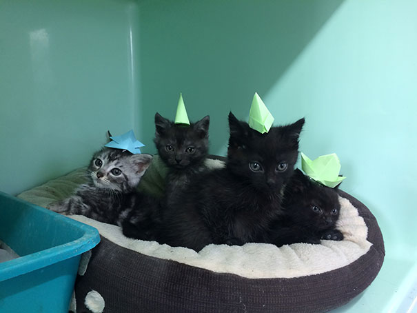 Got Bored At Lunch So Made Tiny Hats For The Tiny Fosters