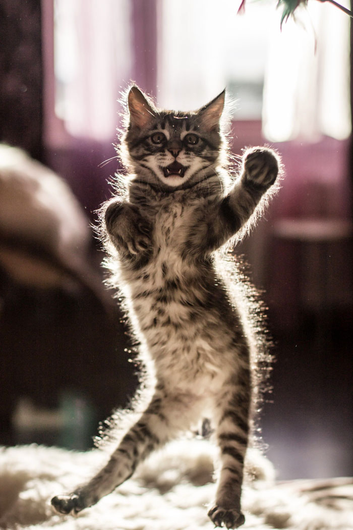 Funny-Dancing-Cats