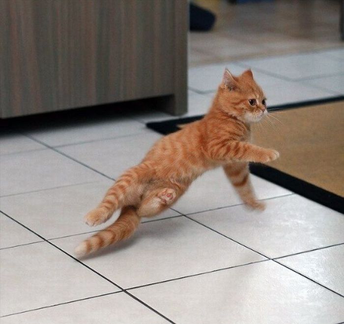 Funny-Dancing-Cats
