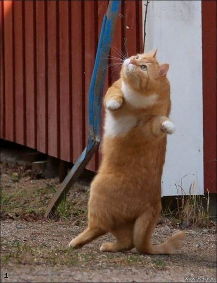 Funny-Dancing-Cats