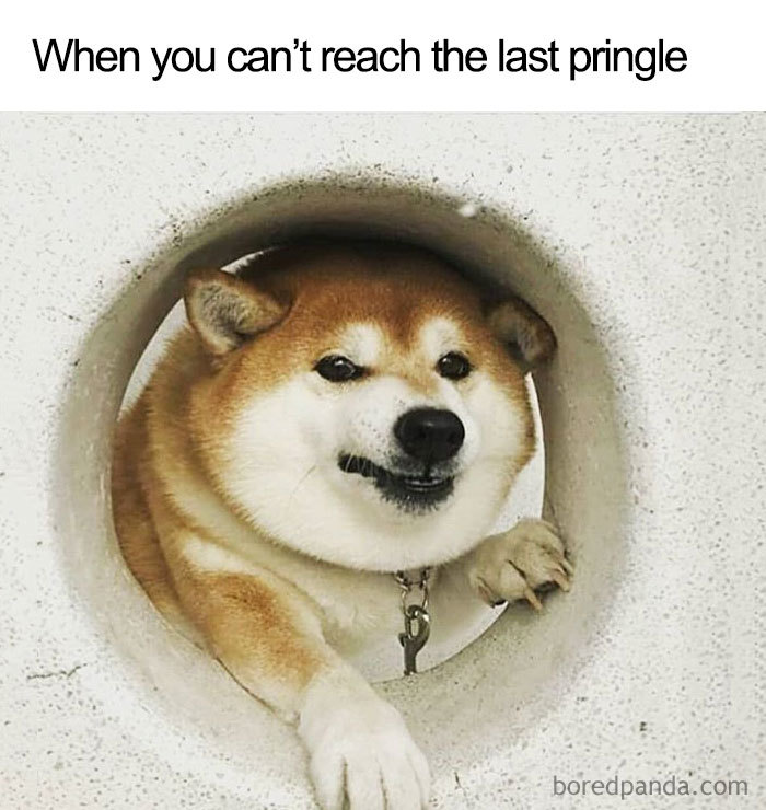 Shiba Inu looking stuck in hole, meme about reaching last Pringle, humorous food meme.