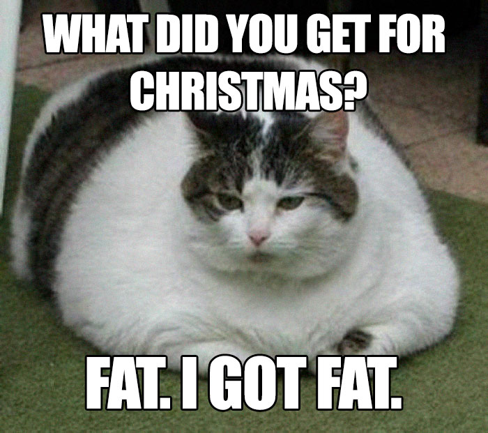 Fat cat with text about getting fat for Christmas, part of hilarious food memes collection.