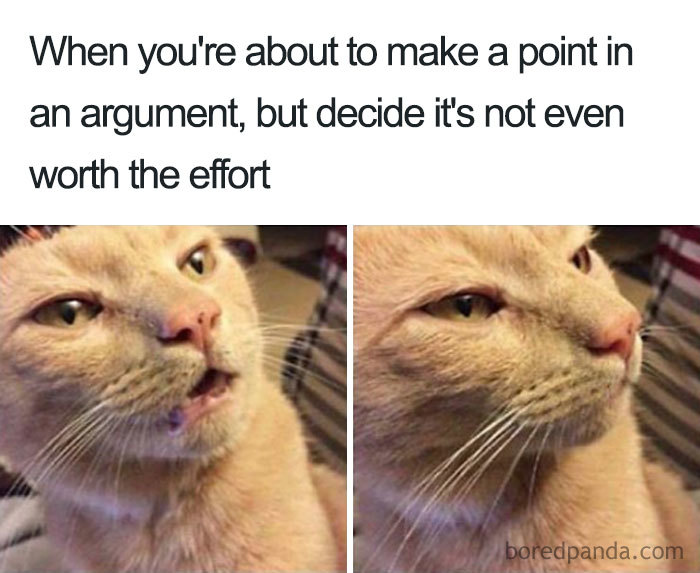 Cat meme humorously captures an argument, illustrating married life with a resigned expression.