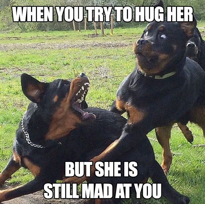 Two dogs mimicking a marital argument, one trying to hug the other in a funny meme about married life.