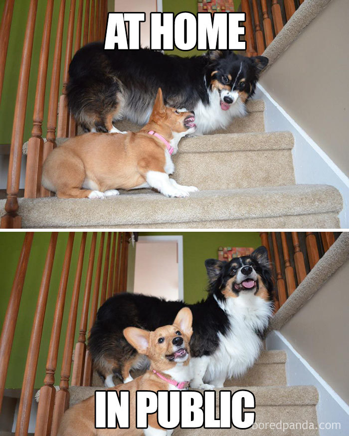 Two dogs on stairs illustrating the contrast of married life at home vs. in public.