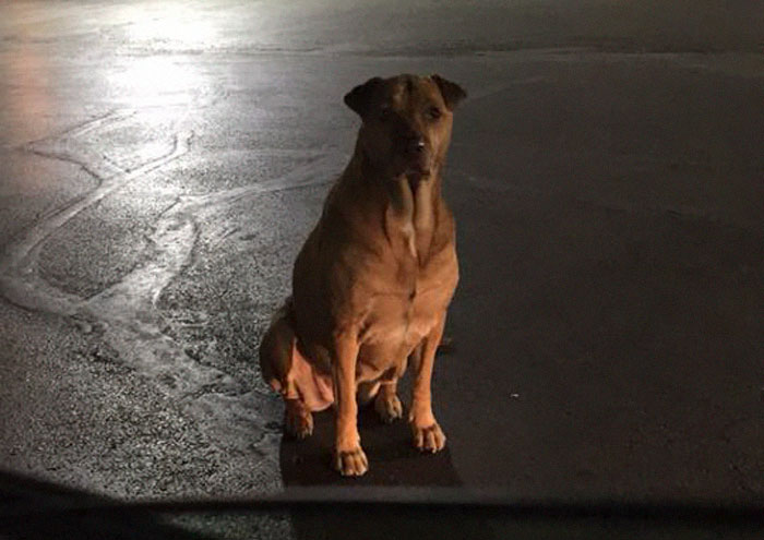 Gold Digging Dog Pretends To Be A Stray In Order To Get Burgers, So Her Owner Decides To Confront Her