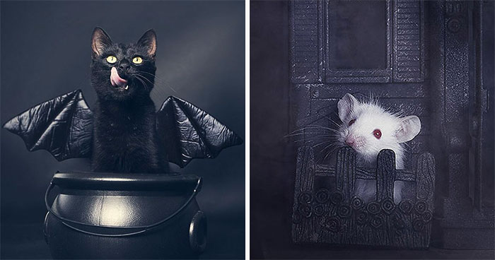 I Photograph Animals Every Halloween