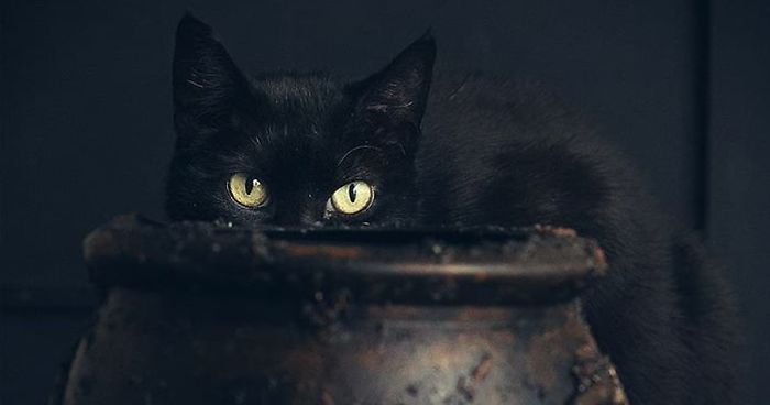 I Photograph Animals Every Halloween