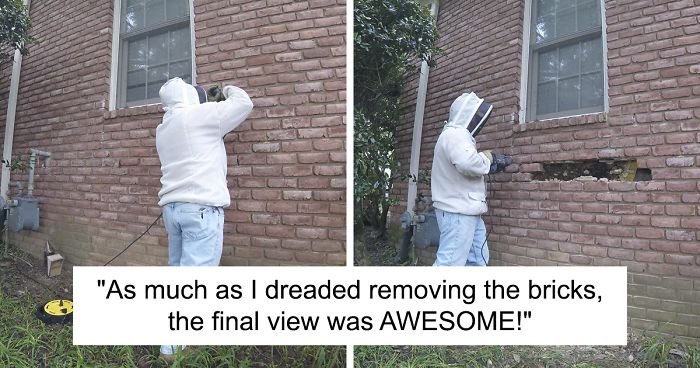 Bee Remover Posts What He Found After Removing The Bricks From A Client’s Home, And His Photos Go Viral