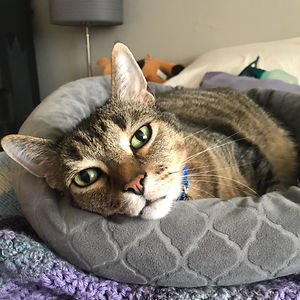 christine-unstad avatar