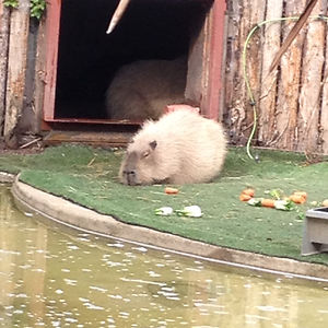 tobyrobertson avatar