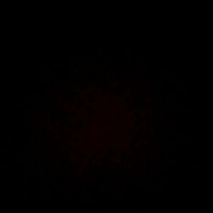 tigerlilyportraits avatar