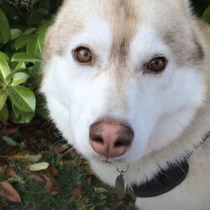 espiritu_jane avatar