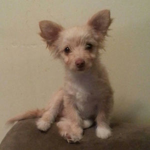 prettyfulgirl avatar