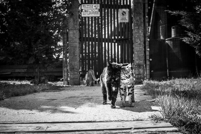 Catisfied Colony Cats