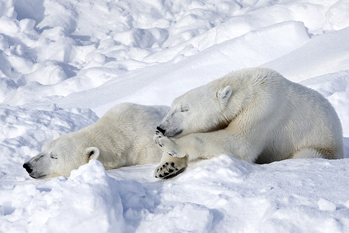 Two polar bears resting on snow in a cold environment, illustrating facts about Antarctica wildlife and icy conditions.