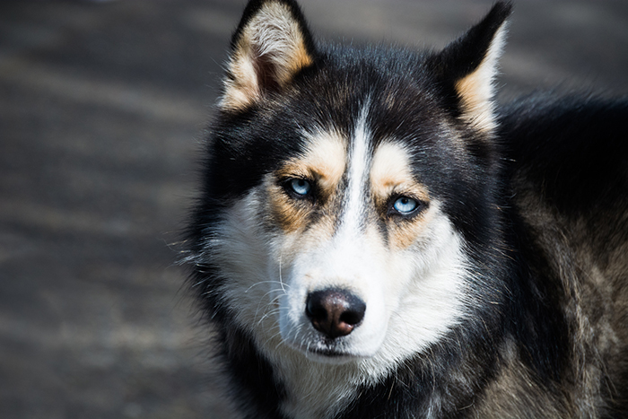 Close-up of a husky dog with blue eyes, representing Antarctica and its connection to sled dogs in cold environments.