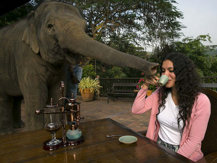 The Most Expensive Coffee