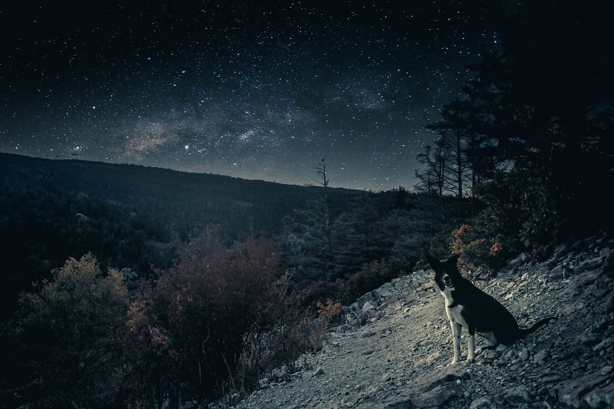 I Make Magical Dog Photo Edits