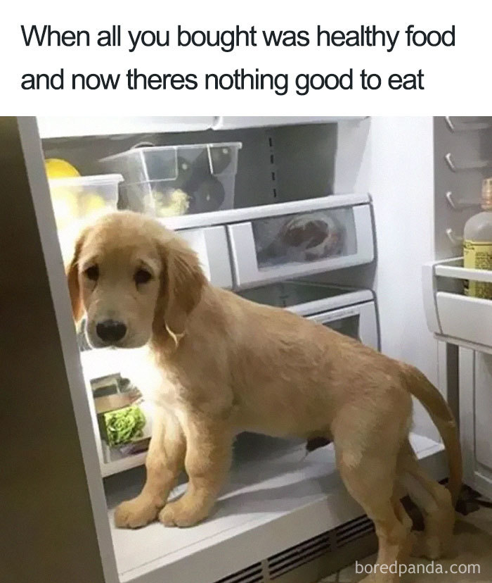 A puppy standing in an open fridge, humorously expressing disappointment in healthy food choices.