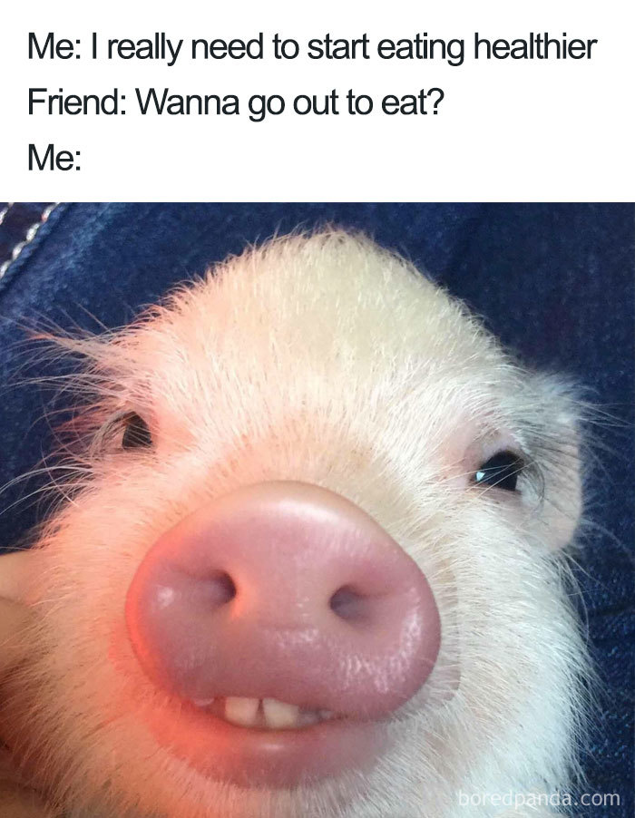 Cute pig with a funny smile in a food meme about eating out.