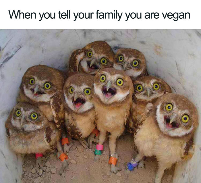 Vegan Memes