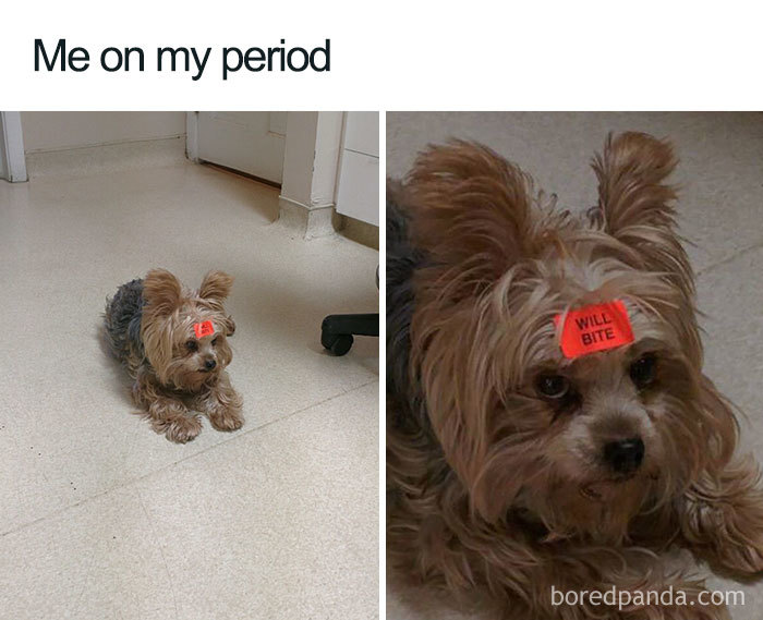 Dog with a "will bite" sticker on forehead humorously representing period mood.