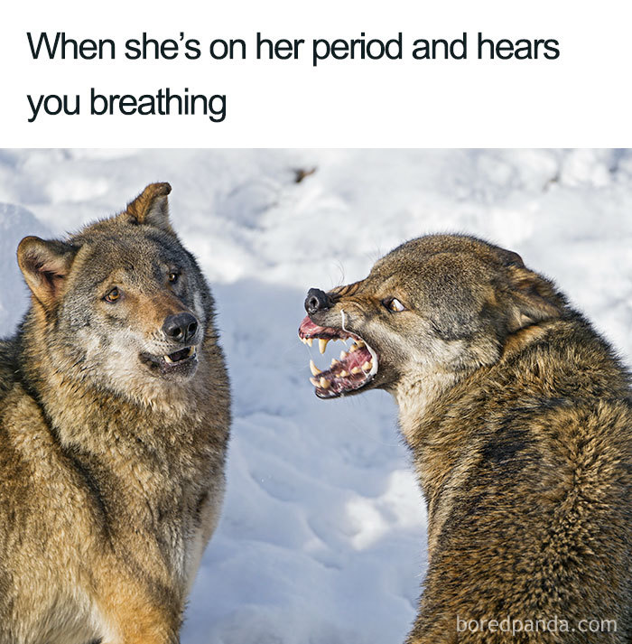 Two wolves in a snowy landscape, one baring its teeth in a humorous meme about periods.