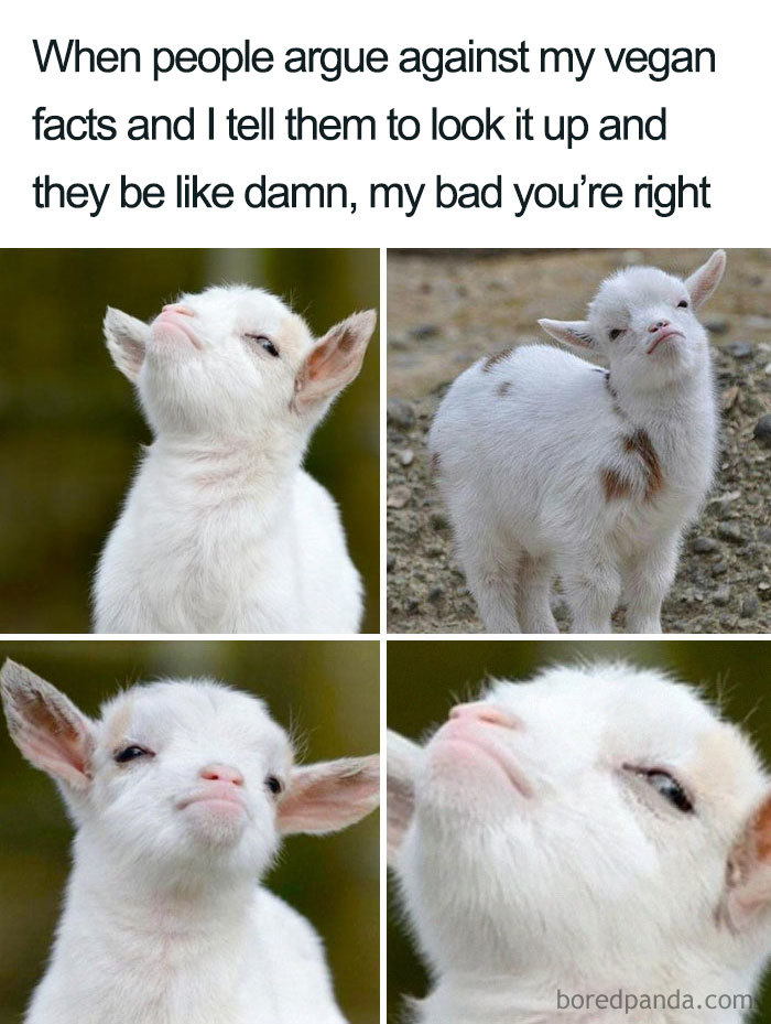 Cute goat looking smug in a collage, illustrating a humorous vegan meme.