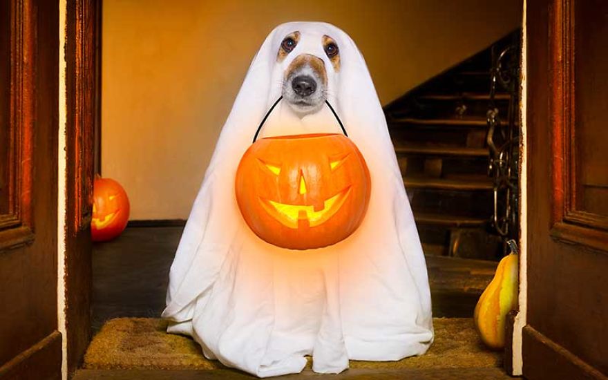 13 Adorable Dogs In Ghost Costumes