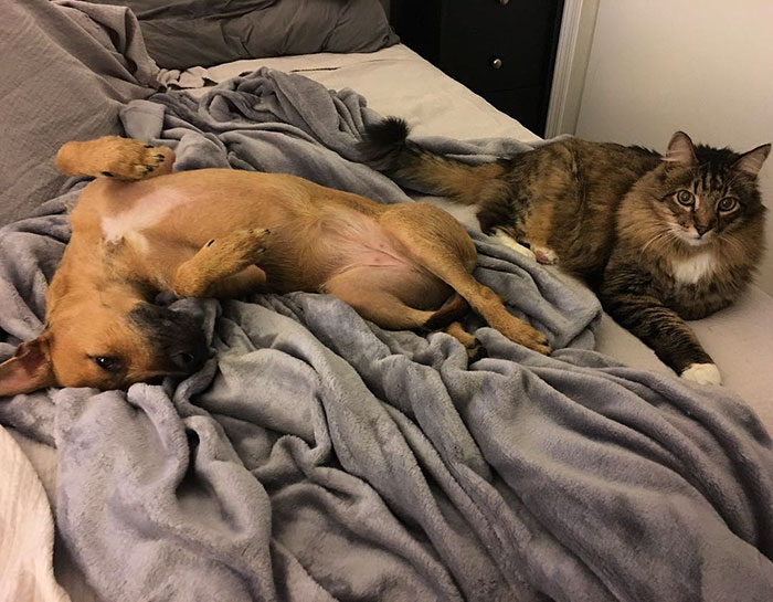 Dog Meets Her "Twin" On The Way To The Market, Convinces Its Owners To Adopt Him Immediately Dog Meets Her "Twin" On The Way To The Market, Convinces Its Owners To Adopt Him Immediately