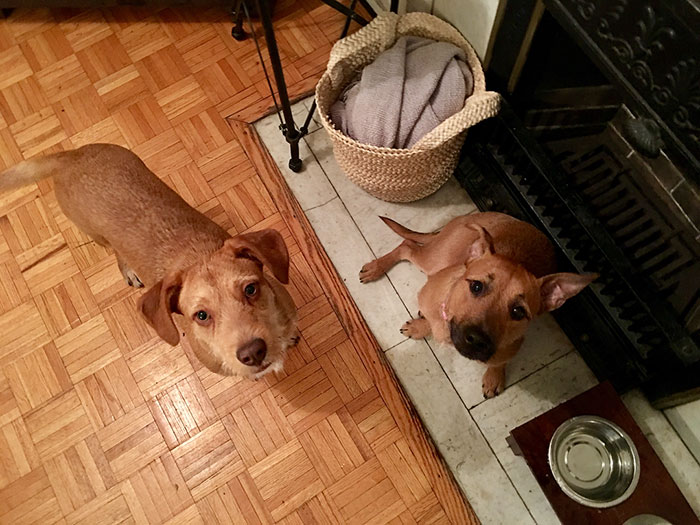 Dog Meets Her "Twin" On The Way To The Market, Convinces Its Owners To Adopt Him Immediately Dog Meets Her "Twin" On The Way To The Market, Convinces Its Owners To Adopt Him Immediately