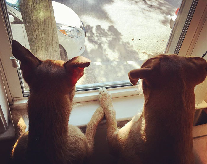 Dog Meets Her "Twin" On The Way To The Market, Convinces Its Owners To Adopt Him Immediately Dog Meets Her "Twin" On The Way To The Market, Convinces Its Owners To Adopt Him Immediately