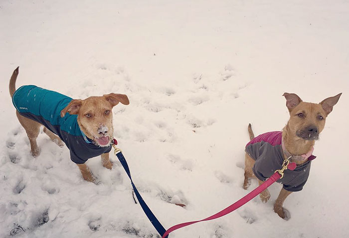 Dog Meets Her "Twin" On The Way To The Market, Convinces Its Owners To Adopt Him Immediately Dog Meets Her "Twin" On The Way To The Market, Convinces Its Owners To Adopt Him Immediately