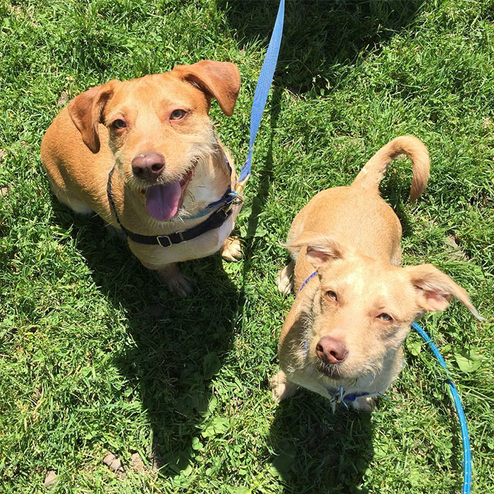 Dog Meets Her "Twin" On The Way To The Market, Convinces Its Owners To Adopt Him Immediately Dog Meets Her "Twin" On The Way To The Market, Convinces Its Owners To Adopt Him Immediately
