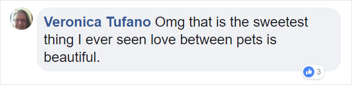 Dog Meets Her "Twin" On The Way To The Market, Convinces Its Owners To Adopt Him Immediately Dog Meets Her "Twin" On The Way To The Market, Convinces Its Owners To Adopt Him Immediately