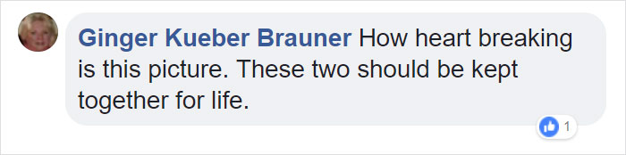 Dog Meets Her "Twin" On The Way To The Market, Convinces Its Owners To Adopt Him Immediately Dog Meets Her "Twin" On The Way To The Market, Convinces Its Owners To Adopt Him Immediately