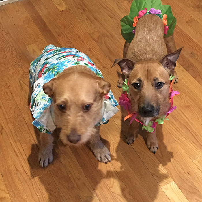 Dog Meets Her "Twin" On The Way To The Market, Convinces Its Owners To Adopt Him Immediately Dog Meets Her "Twin" On The Way To The Market, Convinces Its Owners To Adopt Him Immediately