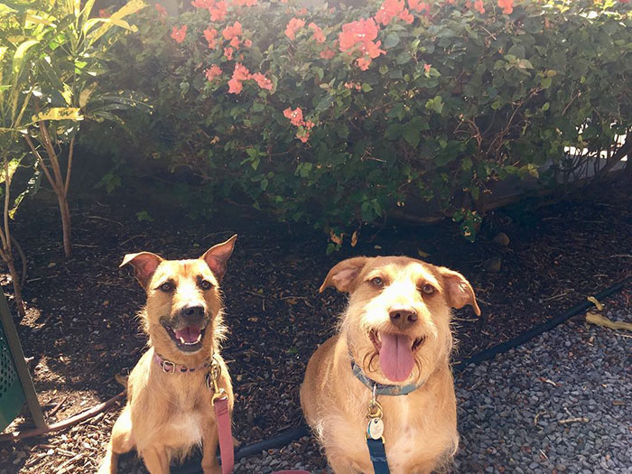 Dog Meets Her "Twin" On The Way To The Market, Convinces Its Owners To Adopt Him Immediately Dog Meets Her "Twin" On The Way To The Market, Convinces Its Owners To Adopt Him Immediately