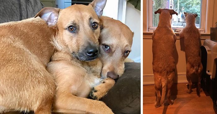 Dog Meets Her “Twin” On The Way To The Market, Convinces Its Owners To Adopt Him Immediately