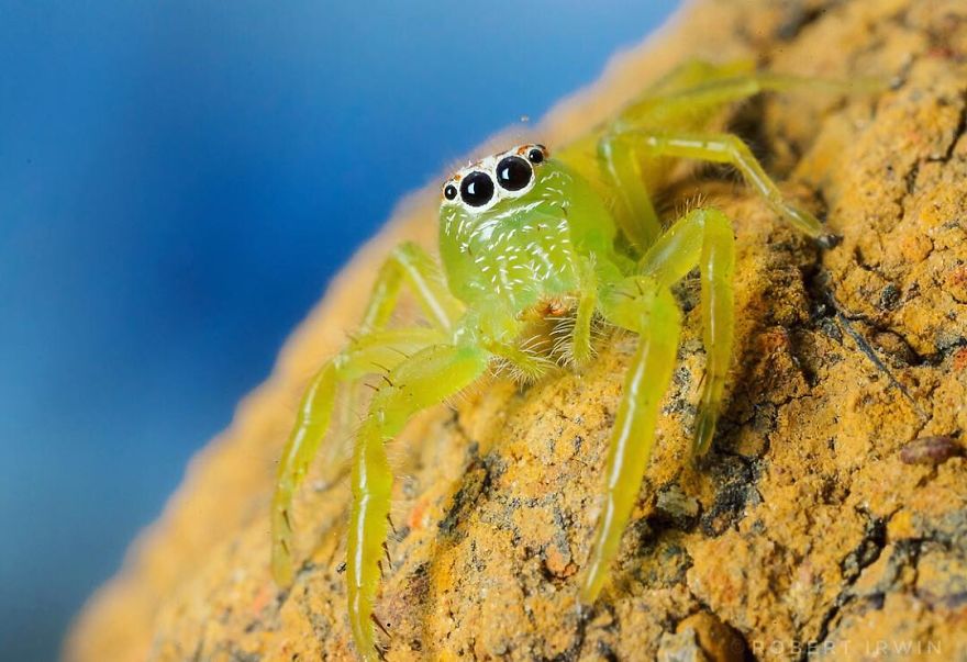 New-Wildlife-Photography-Robert-Irwin